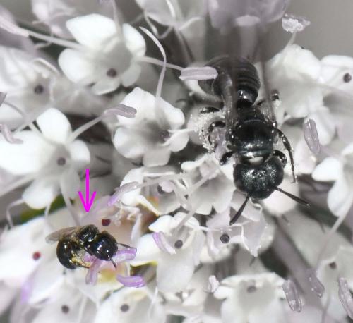 Ceratina parvula